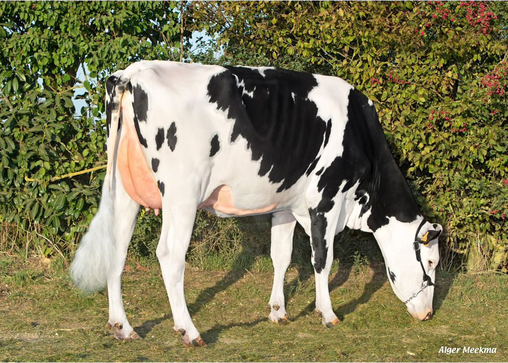 Somnast HP, daughter of OMNAST HP - Owner: SCEA de la Voie Lactée. Chambois (Fr.)