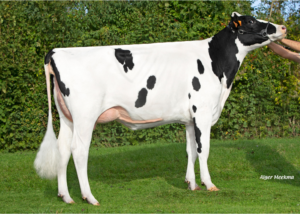 Sunflower, daughter of PADINGTON - Owner: GAEC des Grilles. Maheru (Fr.)