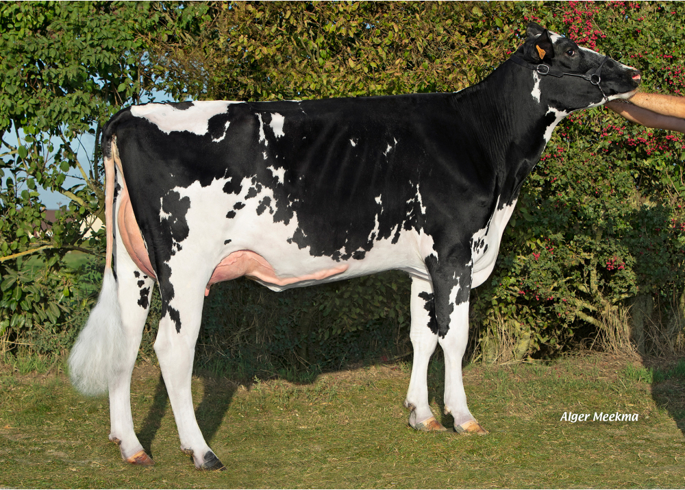 Savoidor, daughter of PROFESSOR - Owner: SCEA de la Voie Lactée. Chambois (Fr.)