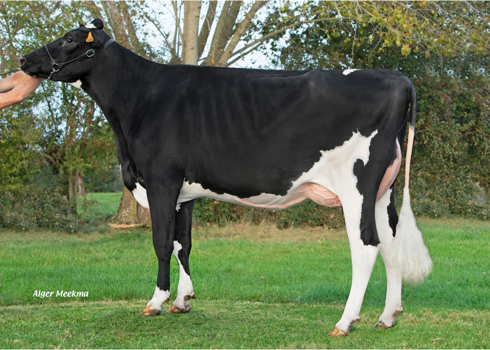 Shana F, daughter of PACO - Owner: GAEC de la Fouloniere. Verneusses (Fr.) Shana F, daughter of PACO - Owner: GAEC de la Fouloniere. Verneusses (Fr.)