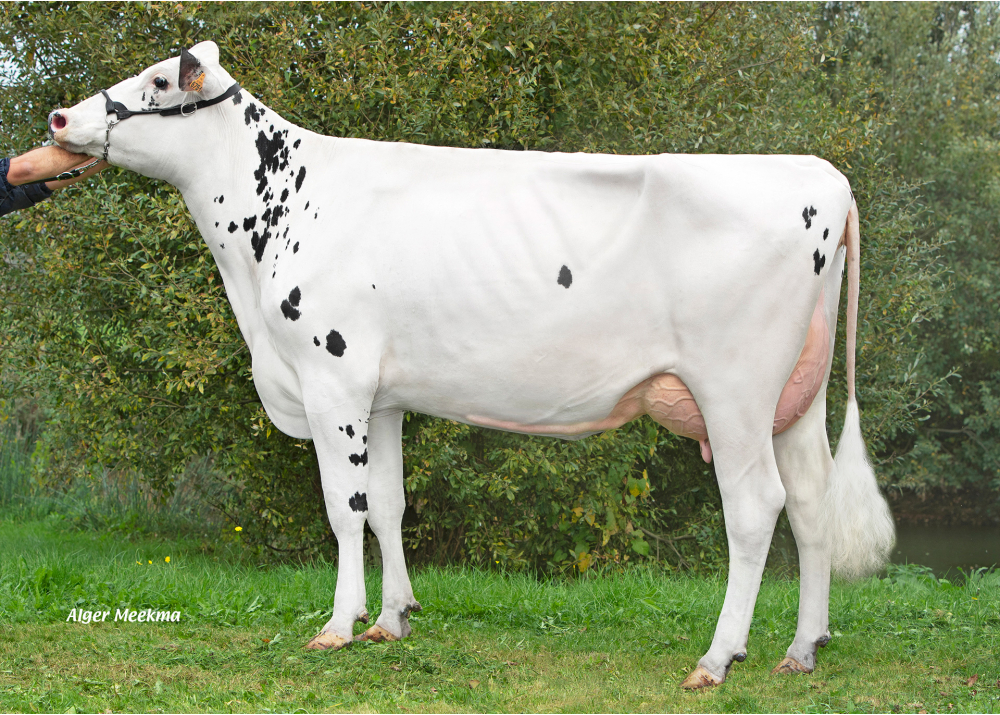 Spicy GBR, daughter of PROFESSOR - Owner: GAEC du Bois Robin. Chemilli (Fr.)