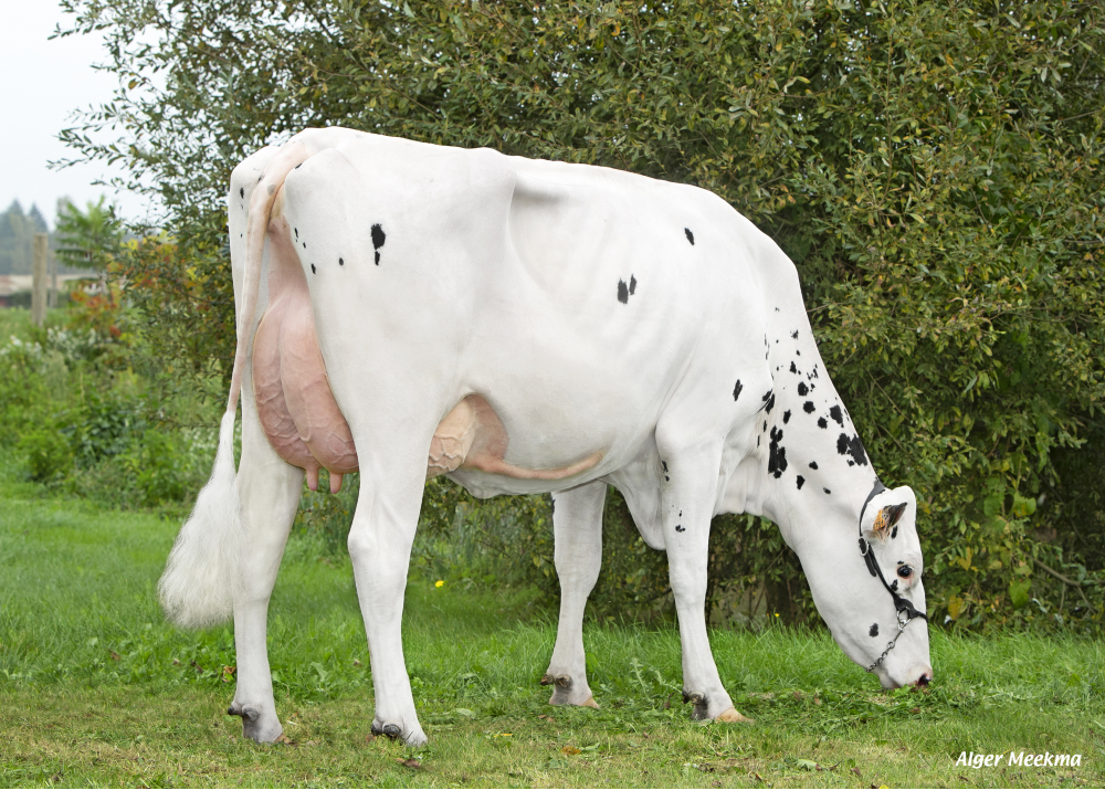 Spicy GBR, daughter of PROFESSOR - Owner: GAEC du Bois Robin. Chemilli (Fr.)
