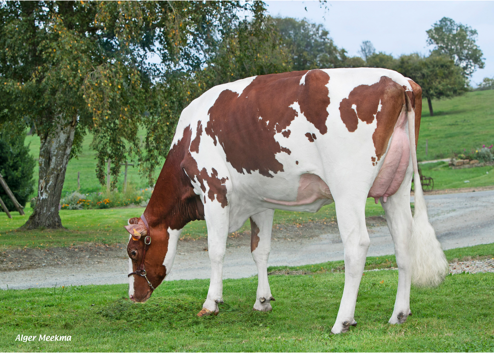 Barbrecta, daughter of ONIX LP RF - Owner: GAEC Maison Neuve. Coulimer (Fr.)