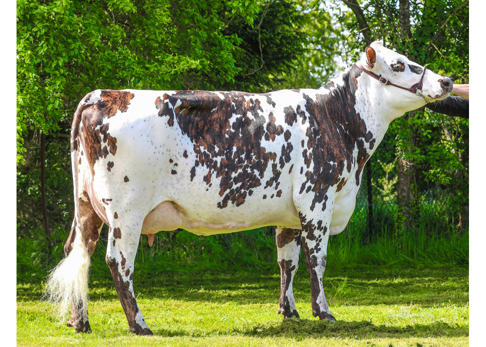 Orlane, madre de SOLIMAN - Prop: GAEC des Normandes. Caulieres (Fr.)