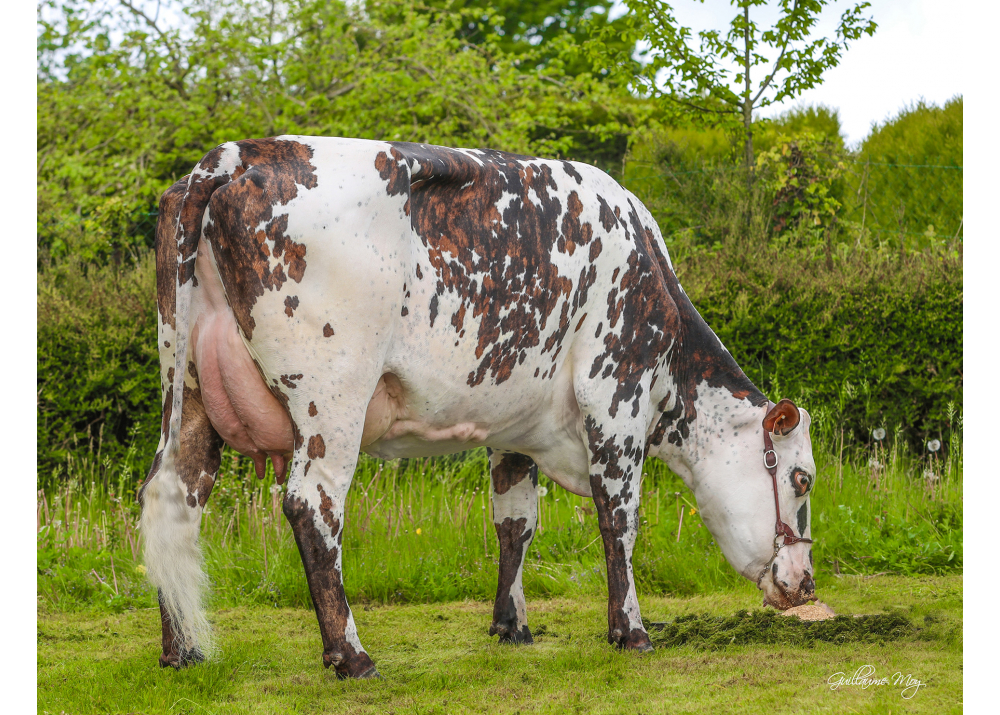 Orlane, madre de SOLIMAN - Prop: GAEC des Normandes. Caulieres (Fr.)
