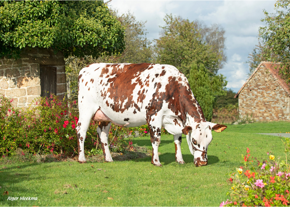 Osmose, daughter of MONTOYA - Owner: GAEC du Val d’Orne. Sainte Honorine la Guillaume (Fr.)