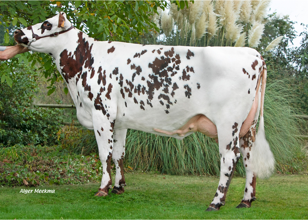 Perle, daughter of MONTOYA - Owner: GAEC les Tamarylises. Saint Martin l’Aguillon (Fr.)