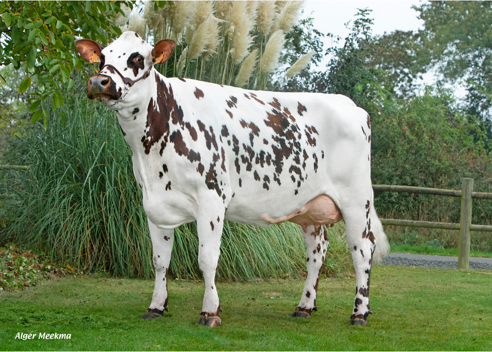Perle, daughter of MONTOYA - Owner: GAEC les Tamarylises. Saint Martin l’Aguillon (Fr.)