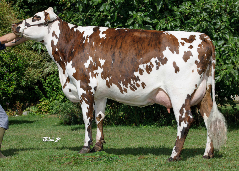 Paëlla, hija de MONZA - Prop: GAEC Fouque - Massy (Fr.)