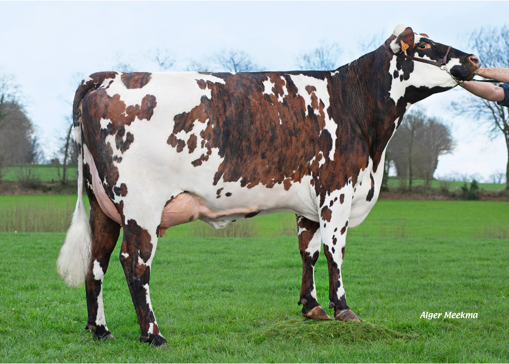 Prunelle, hija de MONZA - Prop: GAEC des Bourdonnets (Fr.)