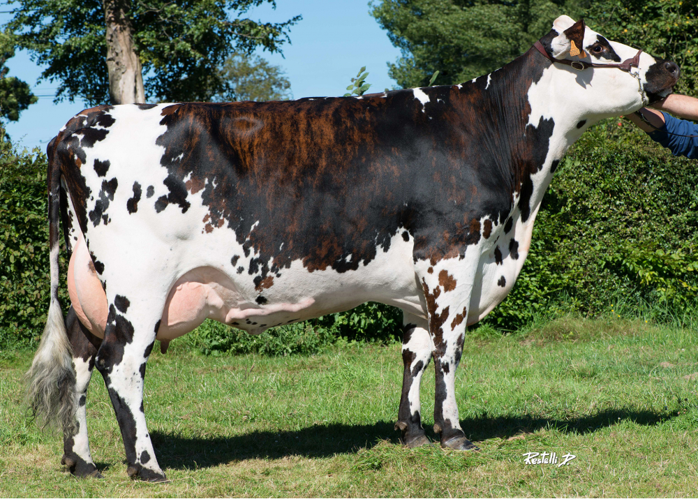 Hi-Fi, dam of NIVILLE - Owner: SCEA Dennequin. Biville la Baignarde (Fr.)