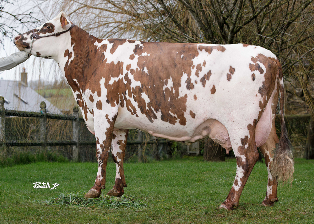 Muscade, dam of SEGALA - Owner: EARL Enjalbert. Ferrieres La Verrerie (Fr.)