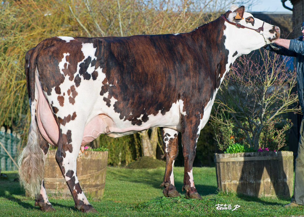 Fleur, dam of SEGALA - Owner: EARL Enjalbert. Ferrieres La Verrerie (Fr.)