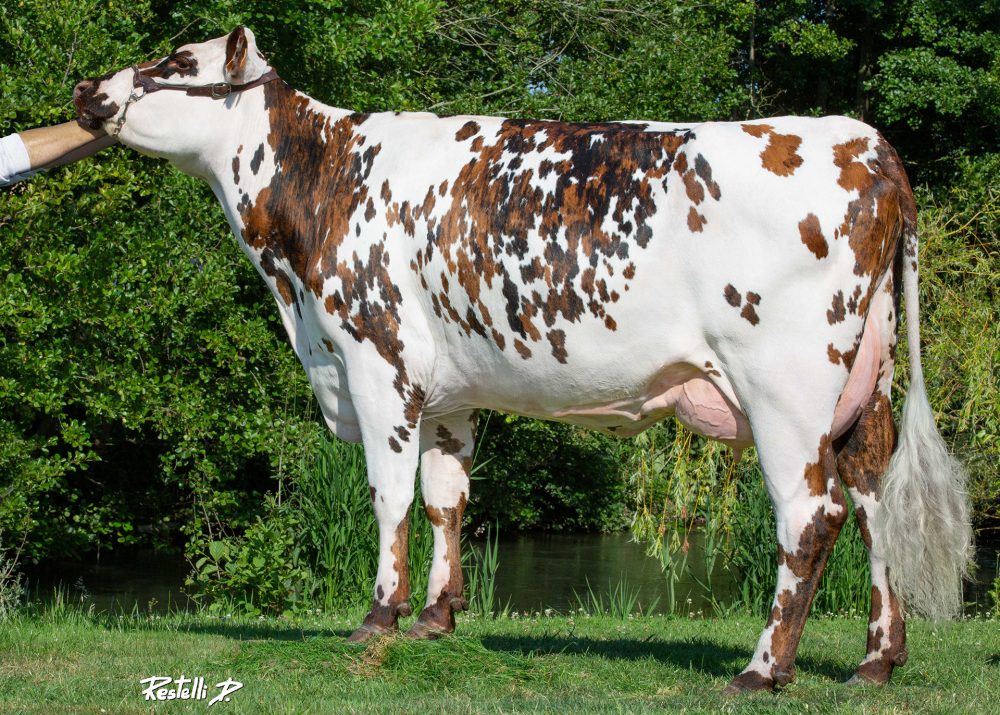 Occitane (LOCO), dam of RIVALDI - Owner: SCEA de la Chaussée - Douvrend (Fr.)
