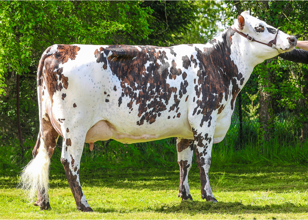 Orlane, hija de MARVEL - Prop: GAEC des Normandes. Caulieres (Fr.)