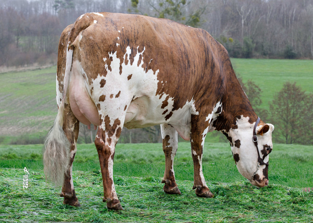 Osmose, dam of SNIPER - Owner: GAEC Vitrebert Lucas. Neuville Ferrieres (Fr.)