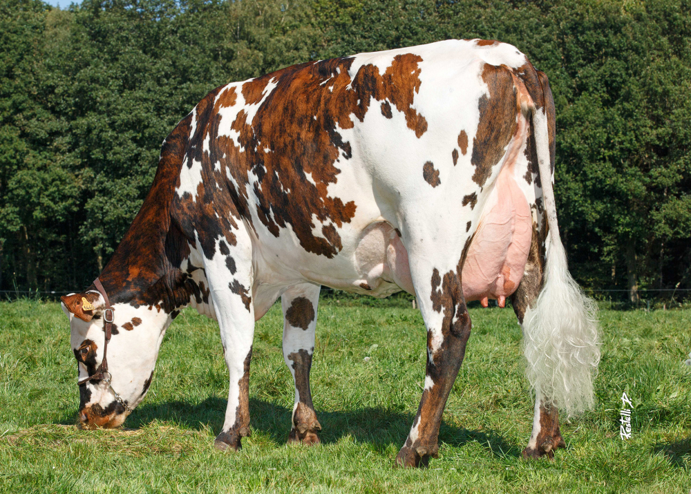 Paillasse, daughter of MONTOYA - Owner: SCEA du Hallot - La Hallotière (Fr.)
