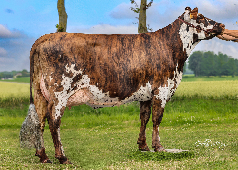 Ricotta, daughter of OROI