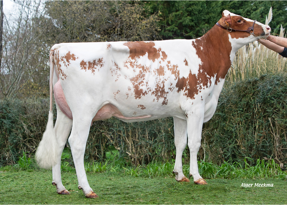 Sapata Red, daughter of OMATT RED - Owner: SCEA de la Voie Lactée. Chambois (Fr.)
