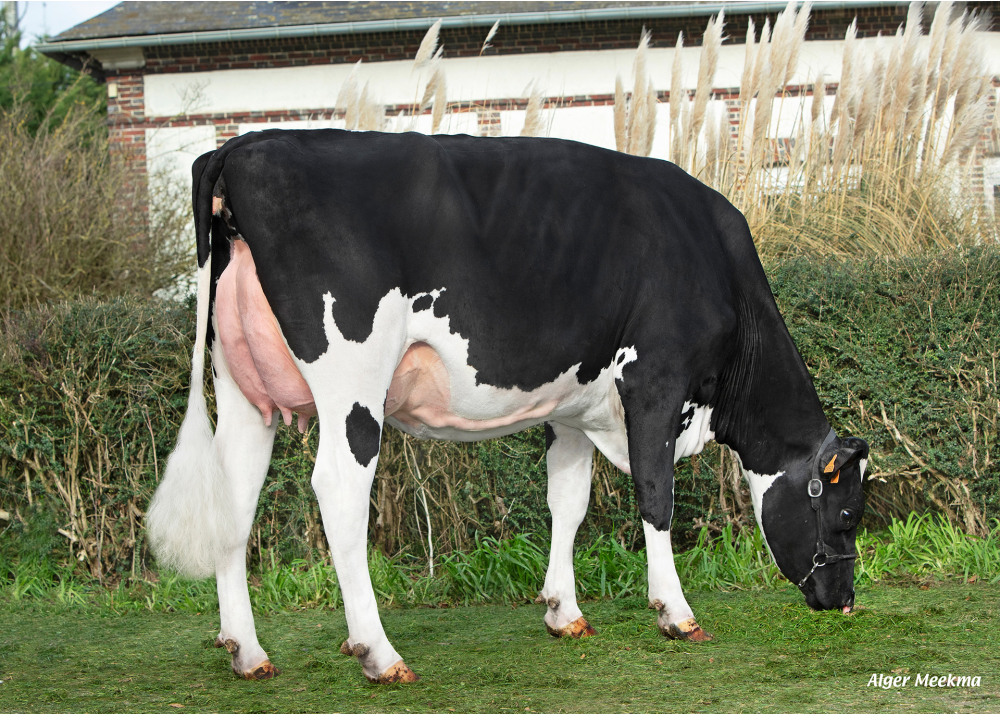 Souxoria, hija de PIWI ETL - Prop: SCEA de la Voie Lactée. Chambois (Fr.)