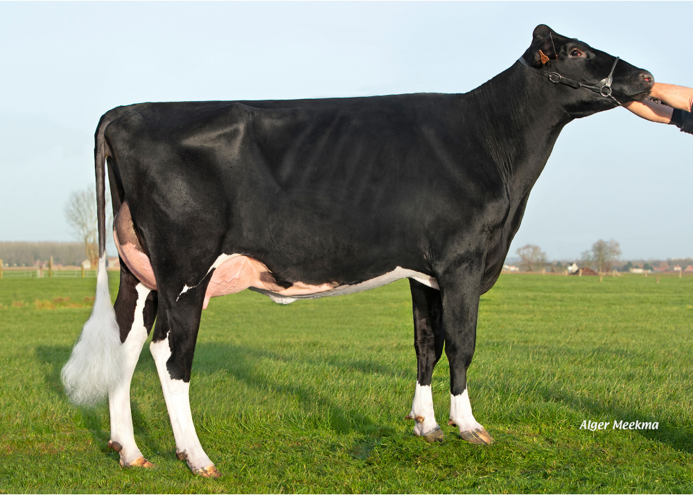 Shoupy P, daughter of POP ETL PP - Owner: GAEC de la Belle Promenade. Frelinghien (Fr.)