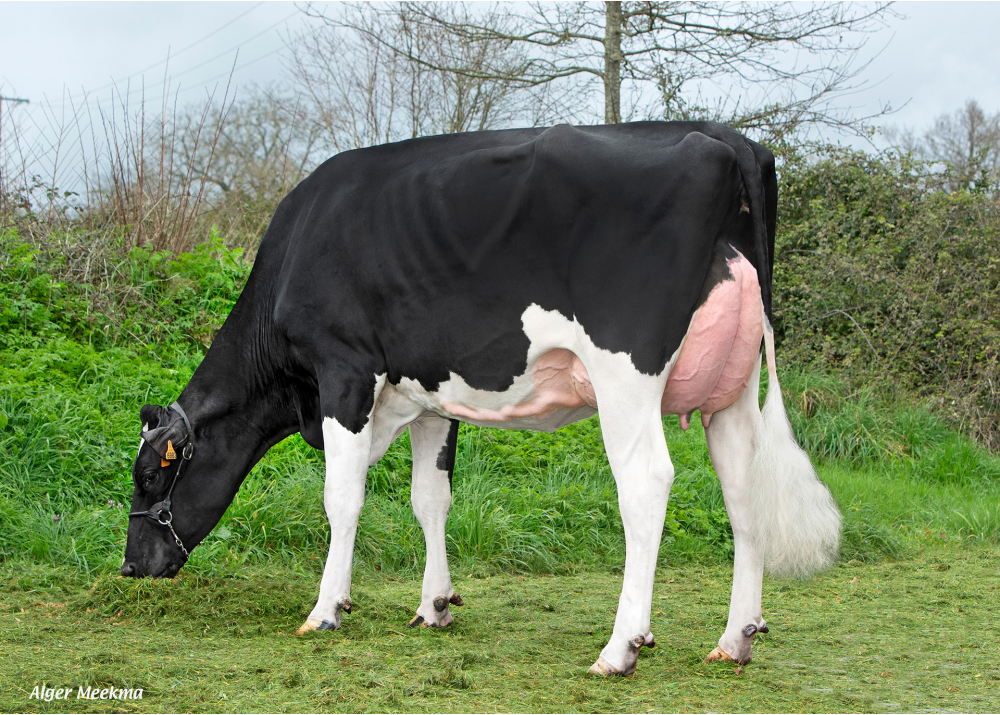 Soprano, daughter of PACO - Owner: GAEC de l’Odyssée. La Reorthe (Fr.) Soprano, daughter of PACO - Owner: GAEC de l’Odyssée. La Reorthe (Fr.)