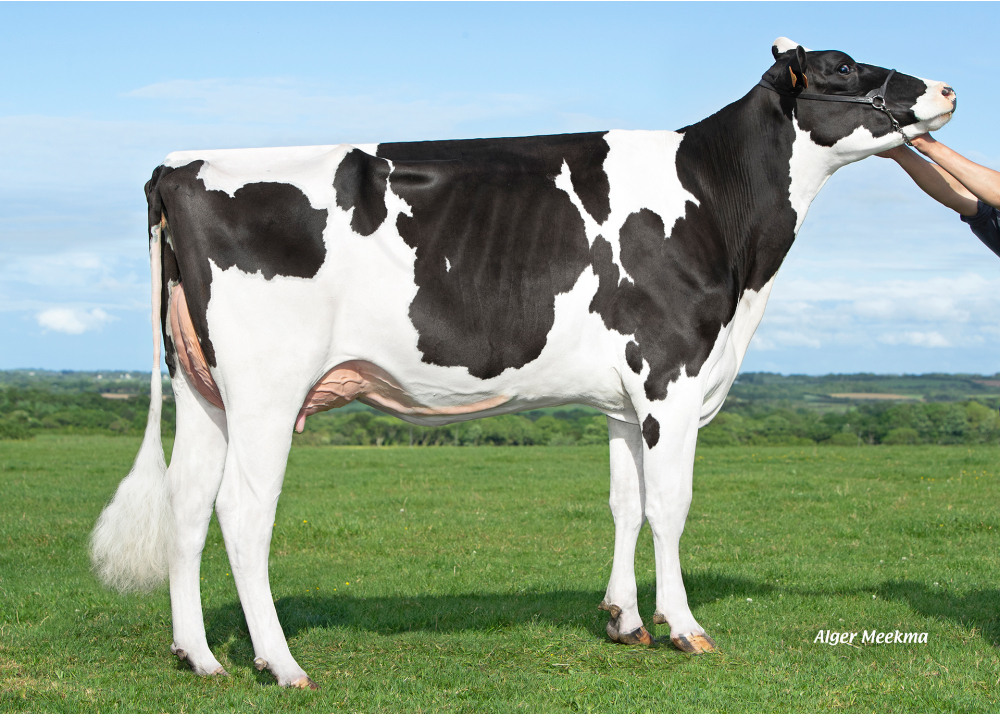 CAPJ Petsy, dam of CAPJ SAZZ - Owner: GAEC Cabon. Plourin (Fr.)