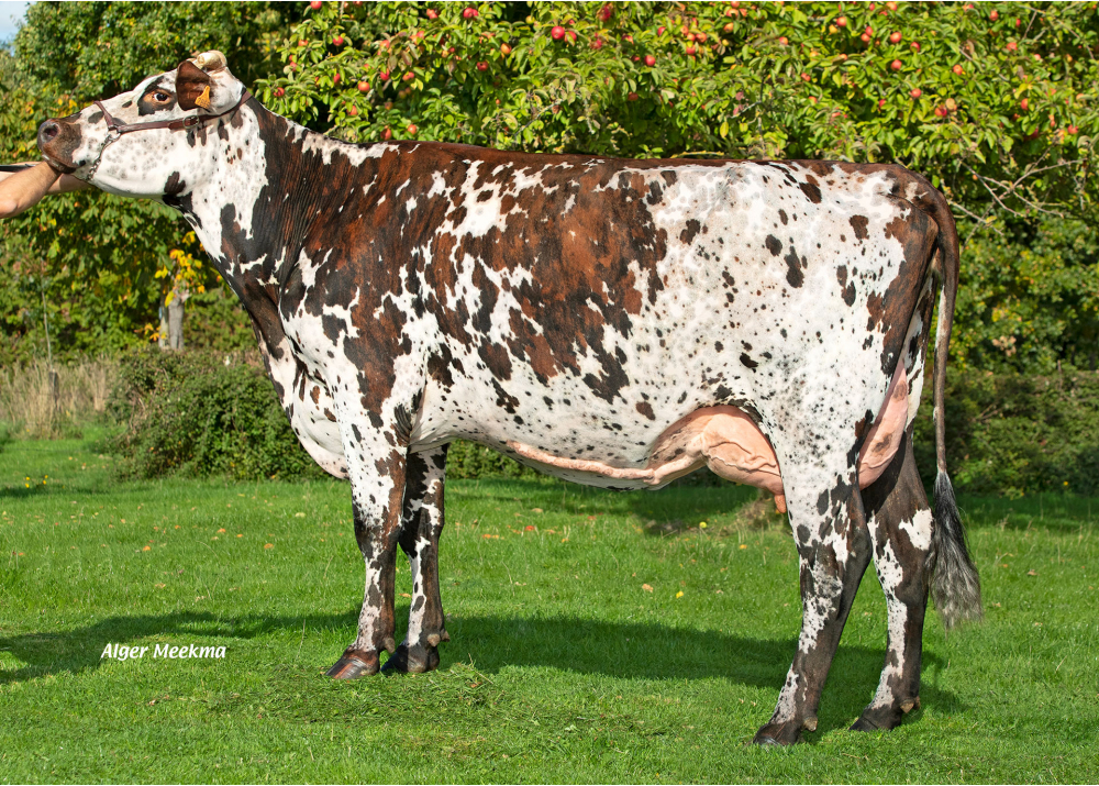Oredecouve (LOKY), family of TOMMY BGT - Owners : GAEC Bas Normand - Ste Marie La Robert (Fr.)