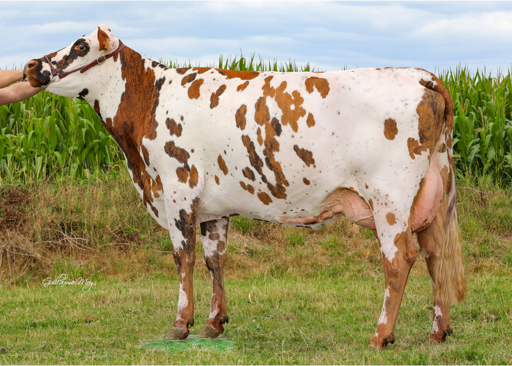 Passion (MEHISTO), family of OMISSION - Owner: SCEA des Gondinières (Fr.)