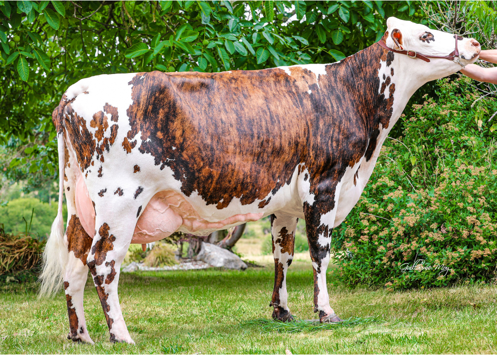 Paille, daughter of MILLE DT - Owner: Jean Michel Jehan (Fr.)