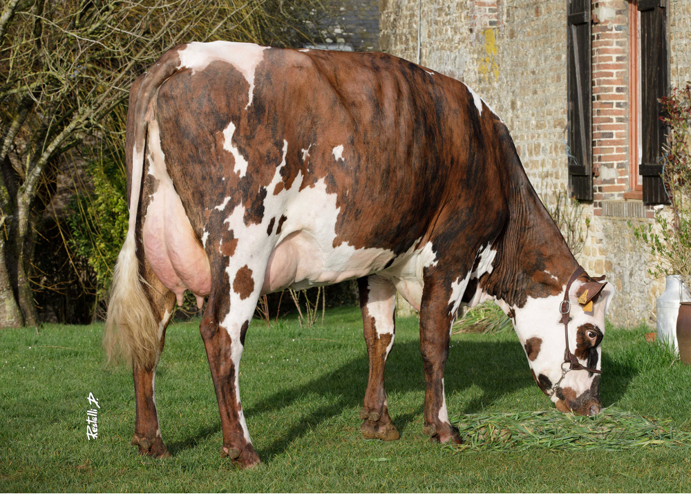 Pimpante, daughter of MILLE DT - Prop : EARL Enjalbert. Ferrières La Verrerie (Fr.)