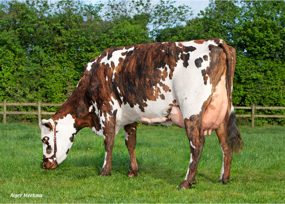 Nervure, madre de TAROYAL - Prop: GAEC des Bourdonnets (Fr.)