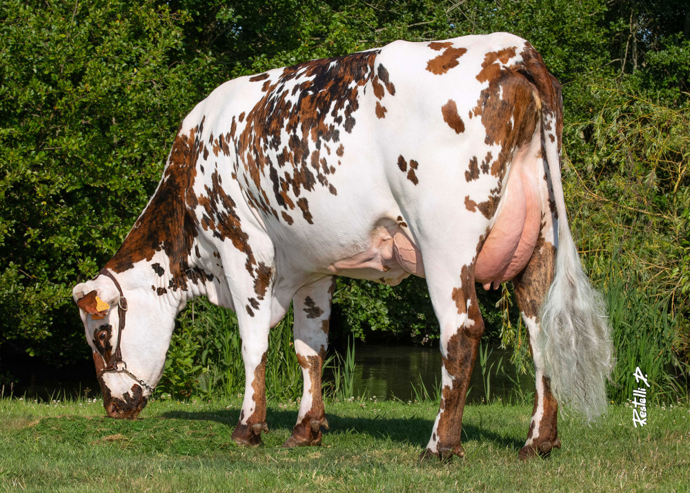 Occitane (LOCO), dam of RIVALDI - Owner: SCEA de la Chaussée - Douvrend (Fr.)