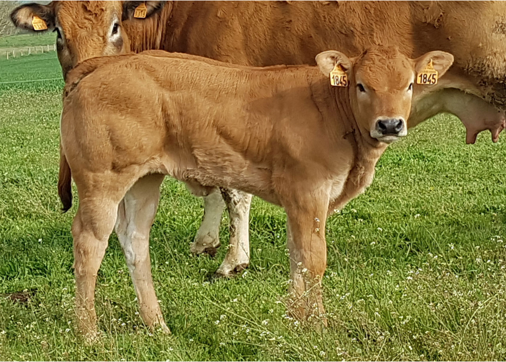 Daughter of NUMERO1 GD - Owner: GAEC maison Guillement (Fr.)