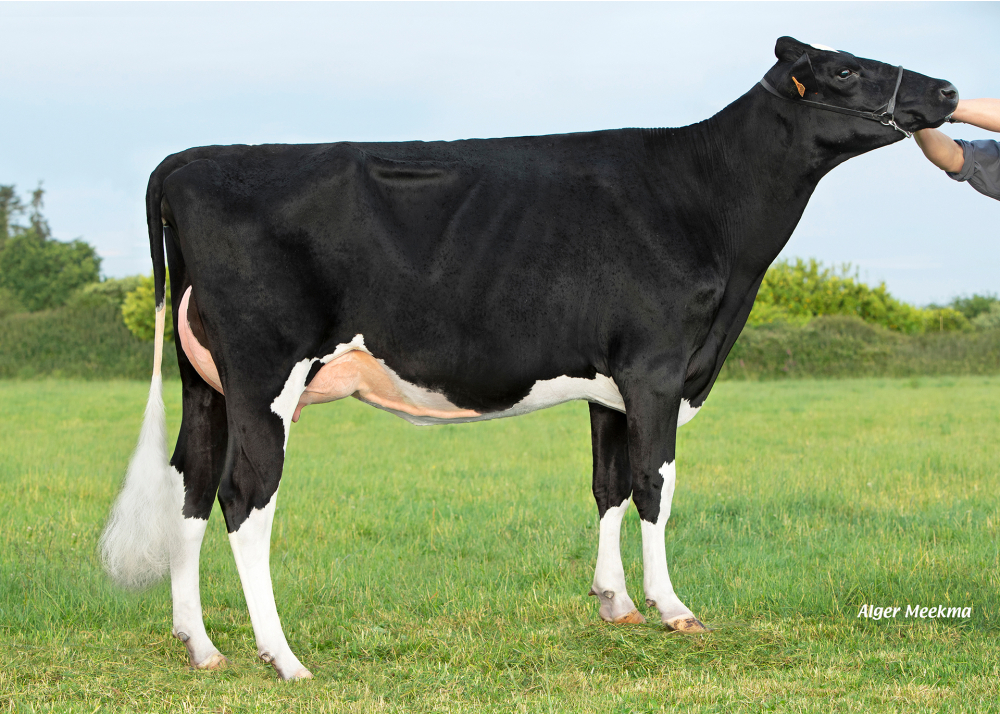 Saxo P ETL, dam of U2 ETL PP - Owner: EARL Riou. Loc Eguiner (Fr.)