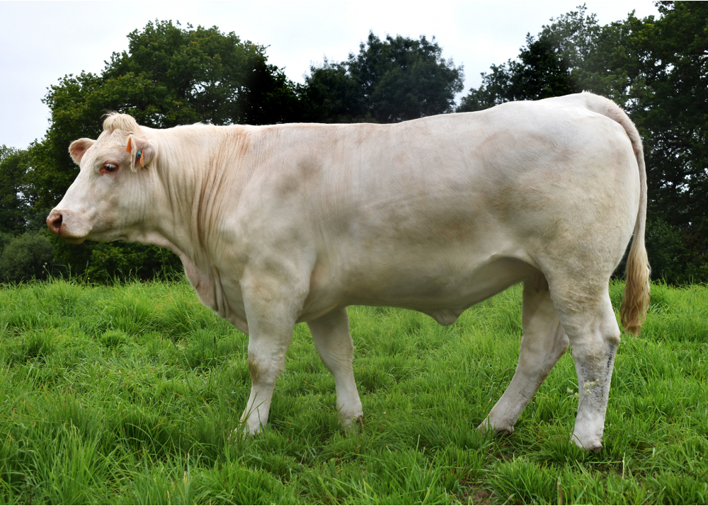 Salade, daughter of OCELOT x IZOARD - Owner: GAEC les 2 Ruisseaux (Fr.)
