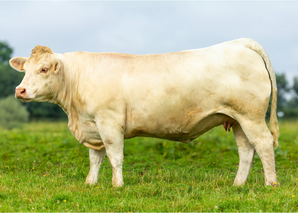 Sirona, daughter of OSTIVAL - Owner: SCEA Thomassin. Ormes (Fr.)