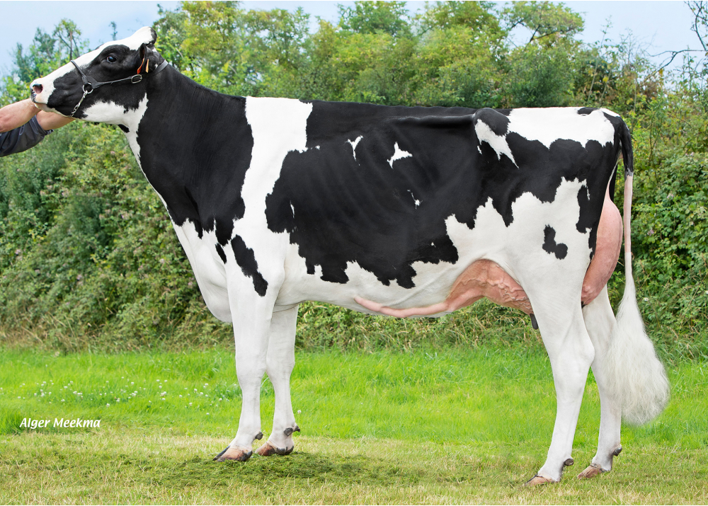 Ritzie PGC, hija de OPTIMUM - Prop: EARL Renaud-Thiriot. Ceffonds (Fr.)