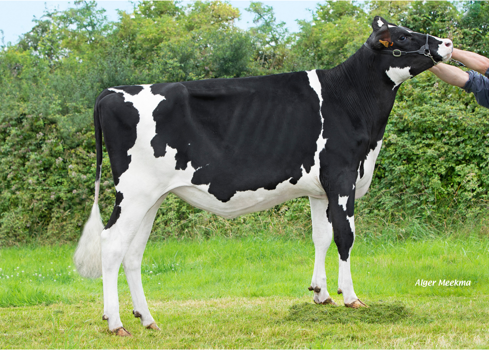 Urka PGC, daughter of ROBY P2M - Owner: EARL Renaud-Thiriot. Ceffonds (Fr.)