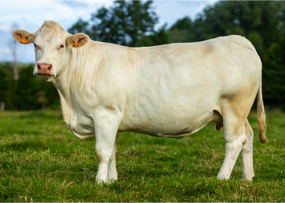 Mina, dam of TANGO P - Owner: EARL Leroy François. Occagnes (Fr.)