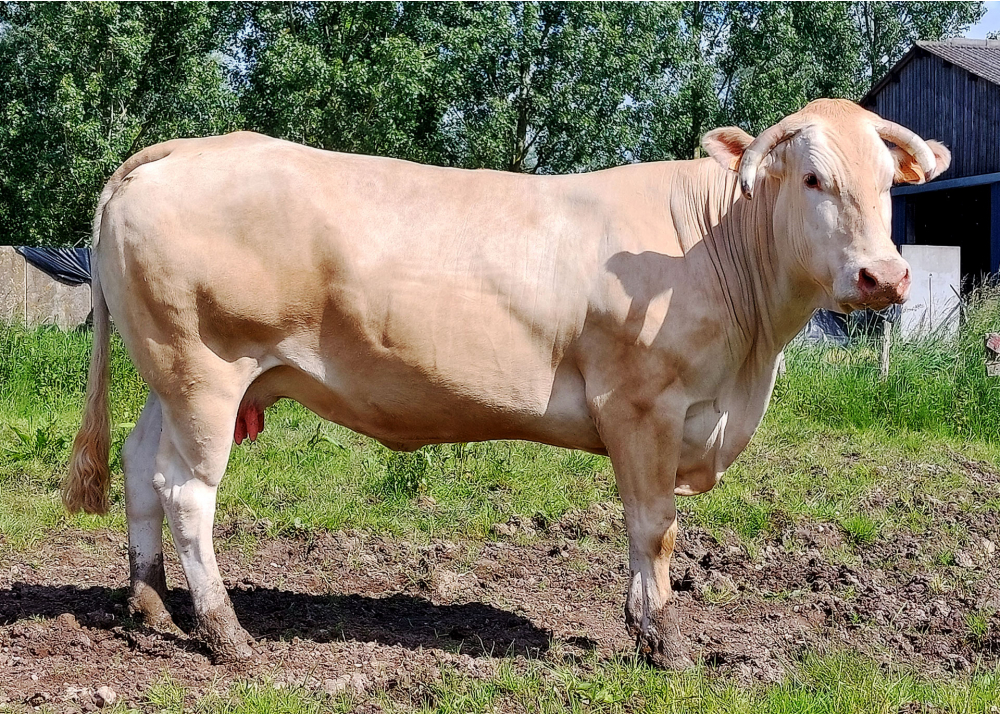 Myrtille, 2nd dam of TRUST P GD - Prop: EARL Guilbaut (Fr.)