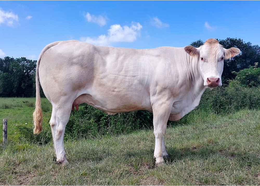 Orlane, dam of TRUST P GD - Prop: EARL Guilbaut (Fr.)