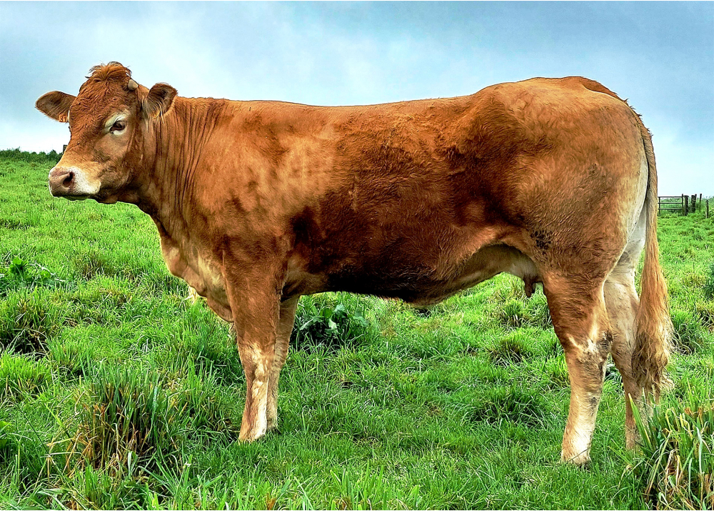 Rosalie P, dam of TIBO PP GD - Owner: EARL Potier (Fr.)