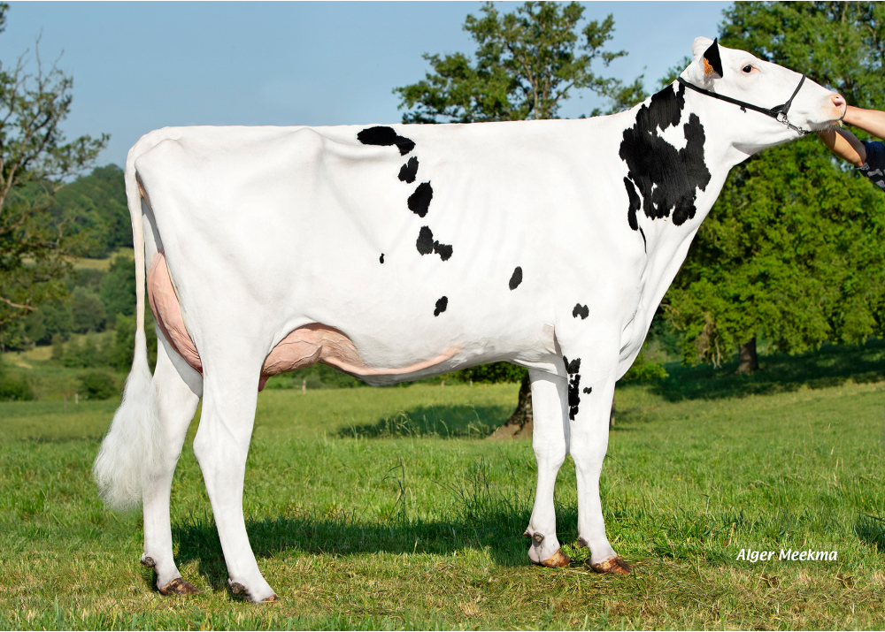 EBA Roxett, dam of EBA TED RF - Owner: GAEC Brilland. Saint Jean de la Motte (Fr.)
