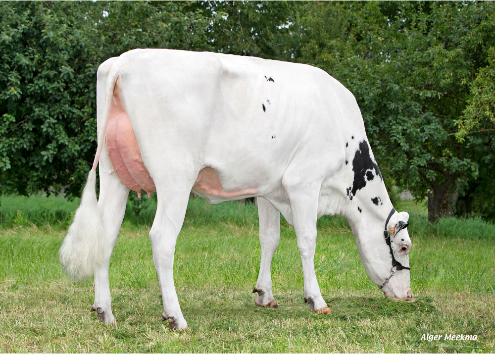 Tigresse, daughter of ROMEO - Owner: GAEC de la Pierre. Coincourt (Fr.)