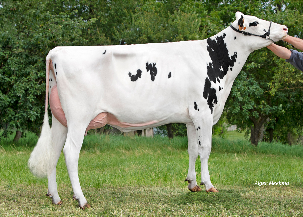 Turquoise, daughter of ROMEO - Owner: GAEC de la Pierre. Coincourt (Fr.)