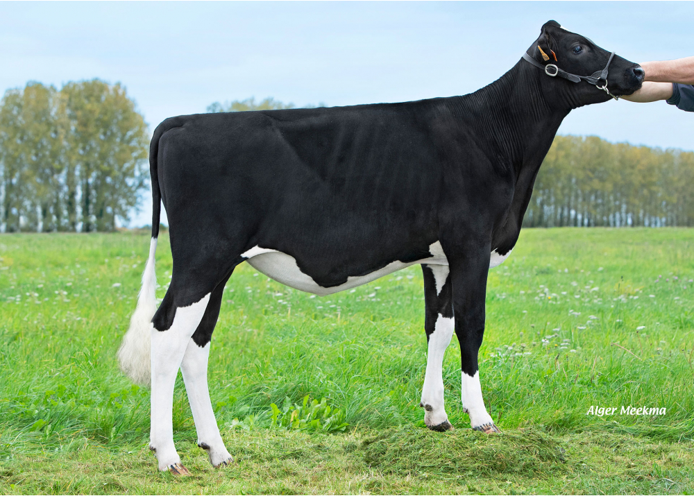 Vanilla, fille de F ABAKAN - Prop : EARL de la Fressinoise. Fressain (Fr.)