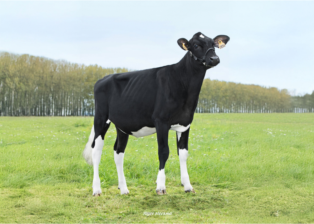 Vanilla, fille de F ABAKAN - Prop : EARL de la Fressinoise. Fressain (Fr.)