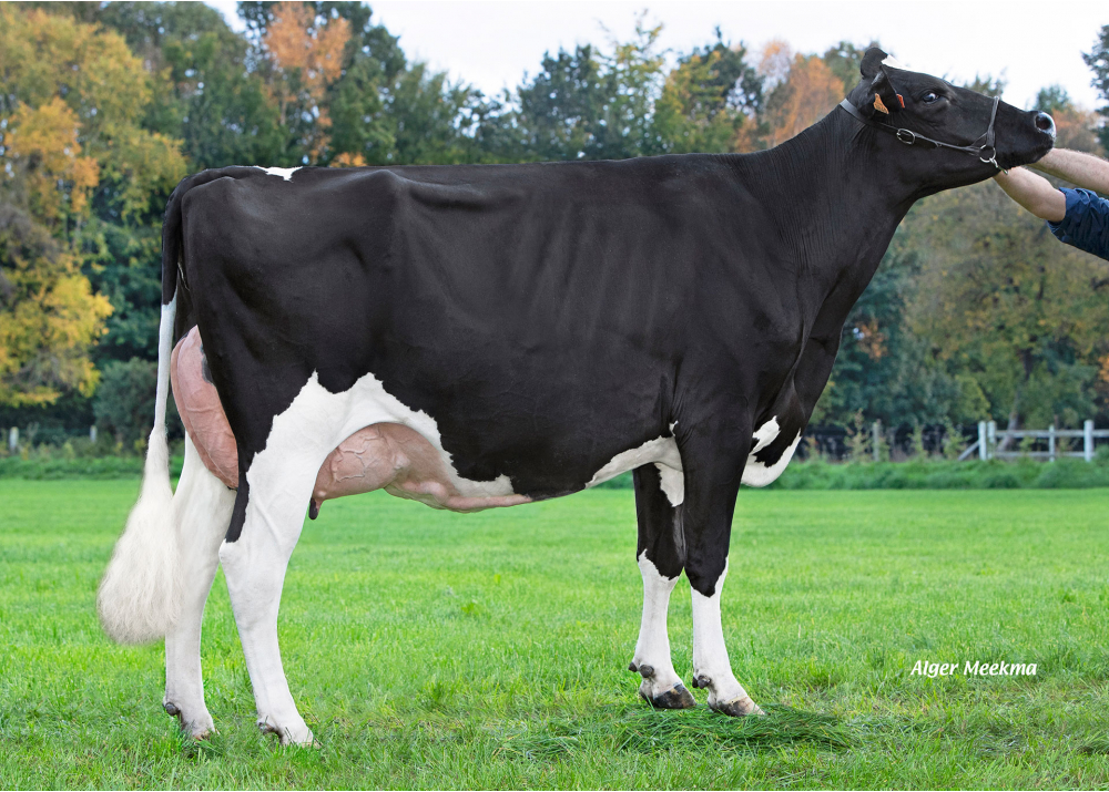 DKR Badway, madre de DKR BADBOY - Prop: EARL Drakker Holsteins. Goneville-Sur-Honfleur (Fr.)