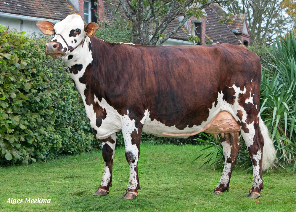 Samouraï, daughter of OUIJOLI - Owner: Jean Pierre Debray. Vaupillon (Fr.)